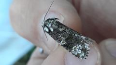 Craniophora ligustri