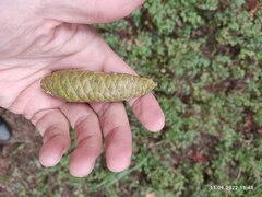 Picea × fennica