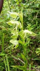 Habenaria limprichtii