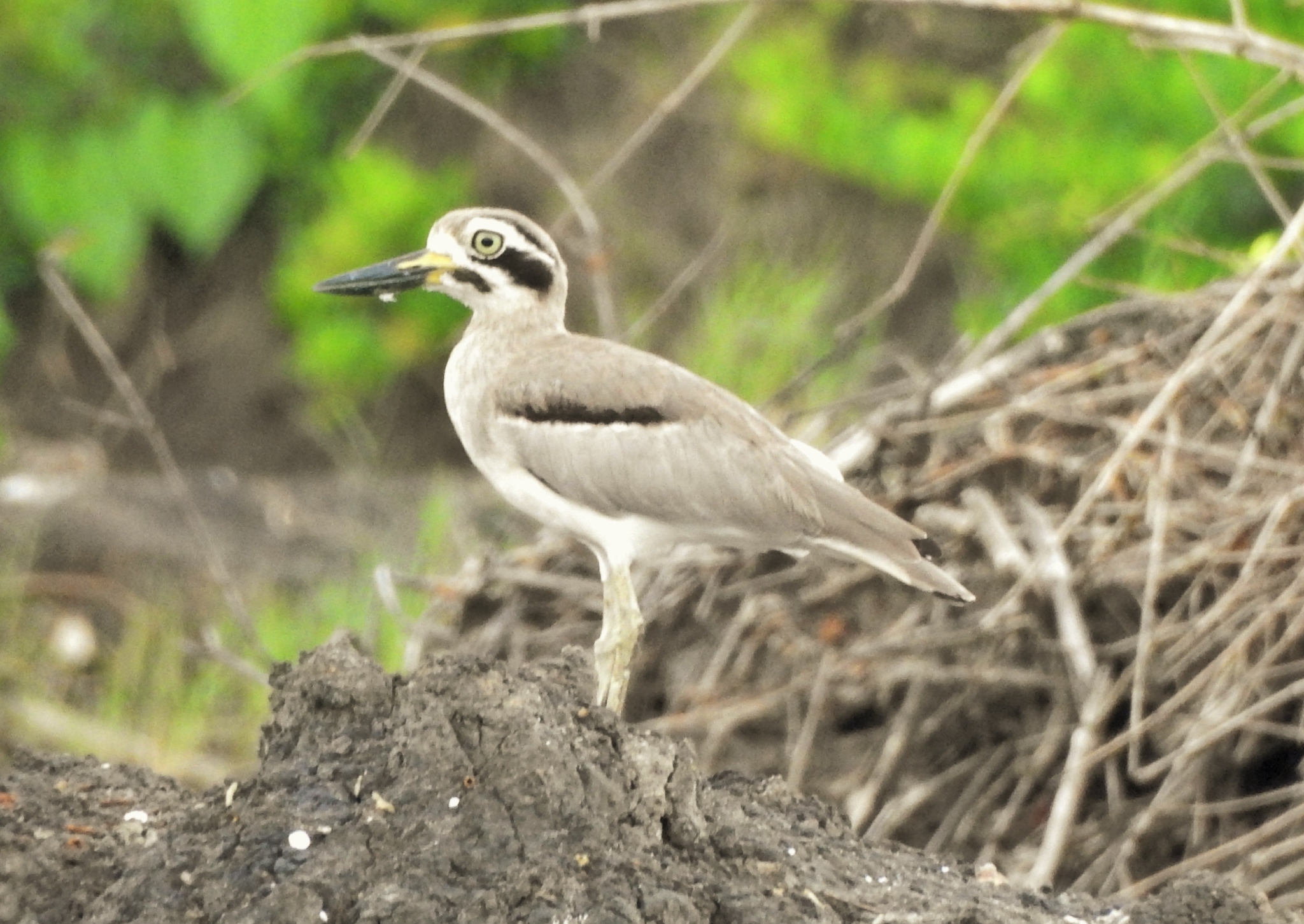 Great Thick-knee illustration