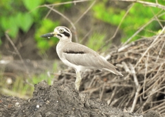 Esacus recurvirostris