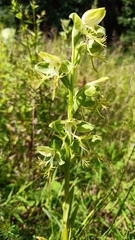 Habenaria limprichtii