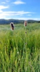 Agropyron