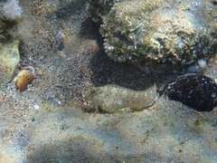Parablennius sanguinolentus