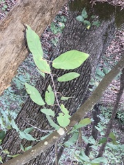 Planera aquatica