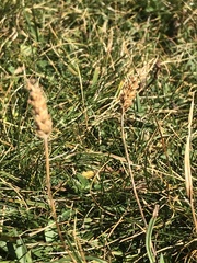 Plantago alpina