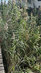 Phragmites australis