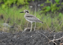 Esacus recurvirostris