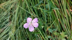 Geranium wlassovianum