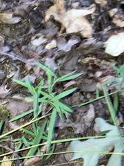 Muhlenbergia schreberi