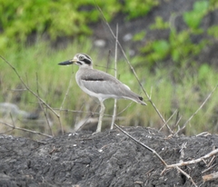 Esacus recurvirostris