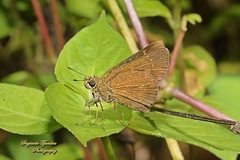 Polytremis lubricans