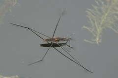 Aquarius adelaidis