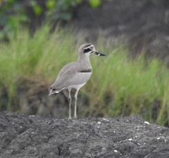 Esacus recurvirostris
