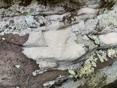 Phlyctis petraea