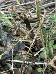 Polygonum arenastrum