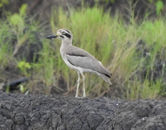 Esacus recurvirostris