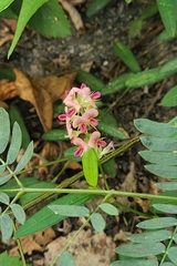 Alysicarpus vaginalis