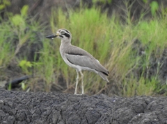 Esacus recurvirostris