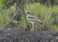 Esacus recurvirostris