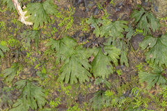 Hymenophyllales