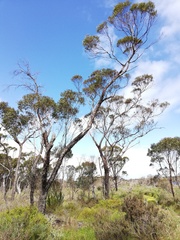 Eucalyptus occidentalis