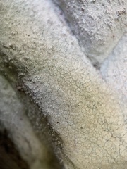 Phlyctis petraea