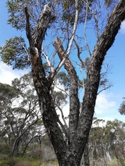Eucalyptus occidentalis