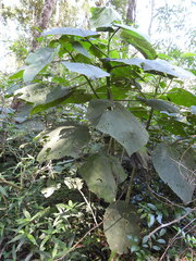 Dendrocnide excelsa