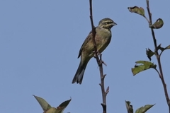 Emberiza cirlus