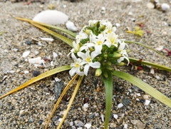 Zephyra compacta