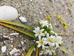 Zephyra compacta