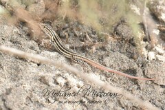 Acanthodactylus erythrurus