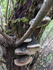 Phellinus igniarius