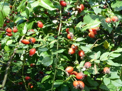 Rosa canina