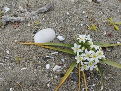 Zephyra compacta
