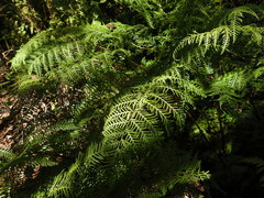 Pteris