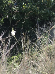 Oenothera glaucifolia
