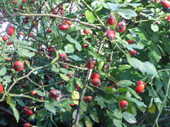 Rosa canina