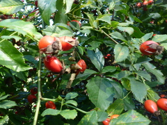 Rosa canina