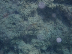 Epinephelus costae