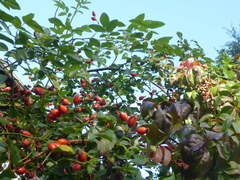 Rosa canina