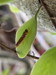 Cicadellinae
