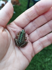 Pelophylax ridibundus