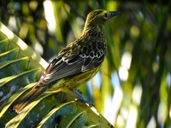 Oriolus flavocinctus