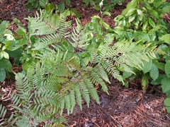 Pteridium aquilinum pseudocaudatum