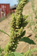 Amaranthus retroflexus