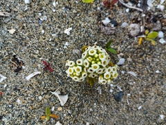 Menonvillea minima