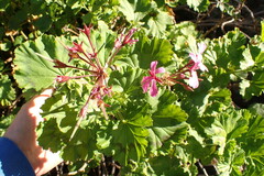 Pelargonium zonale
