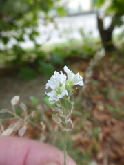 Brassicaceae